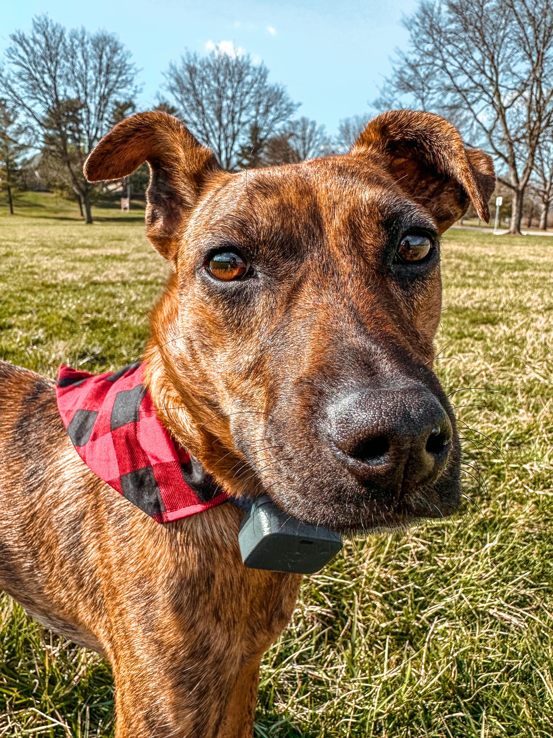 Do Not Let Your Dog Off Leash If They Have Terrible Recall