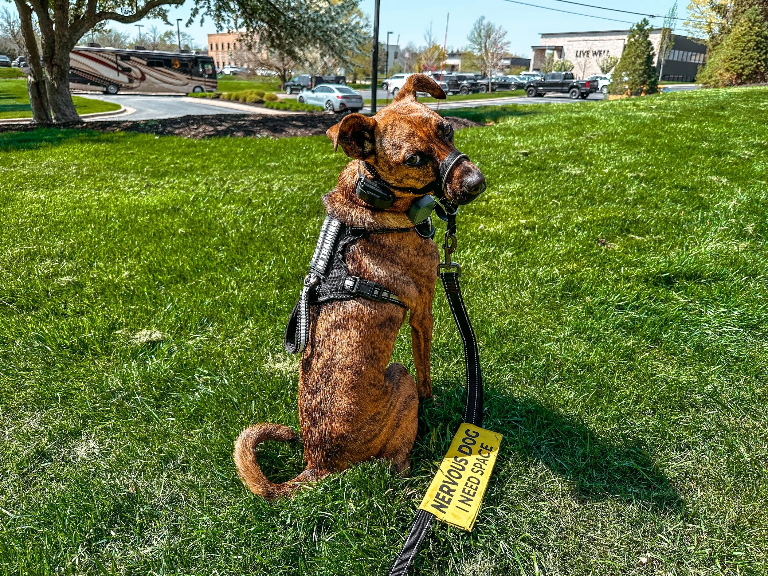 Owning a Reactive Dog