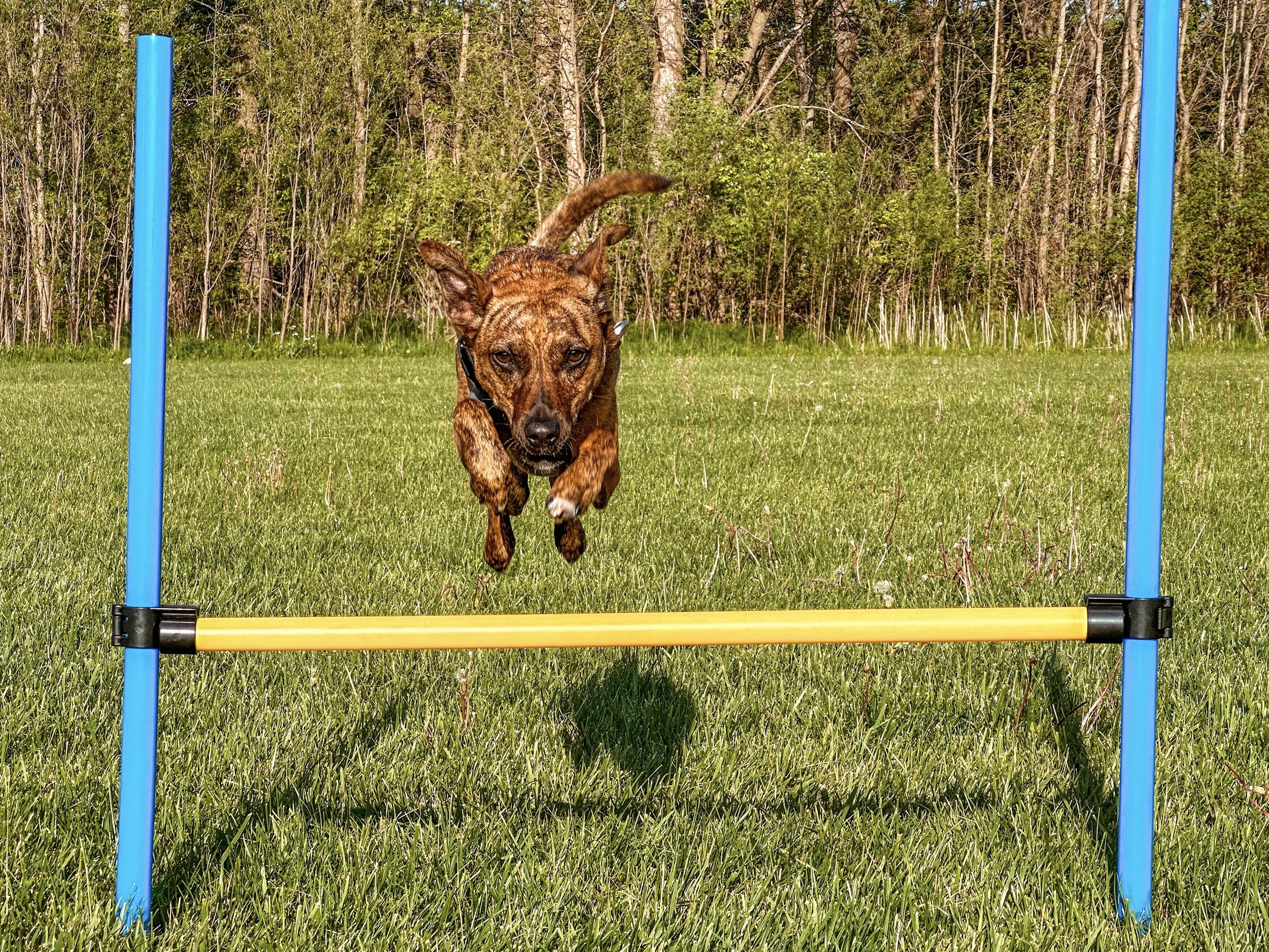Teaching Levi Agility
