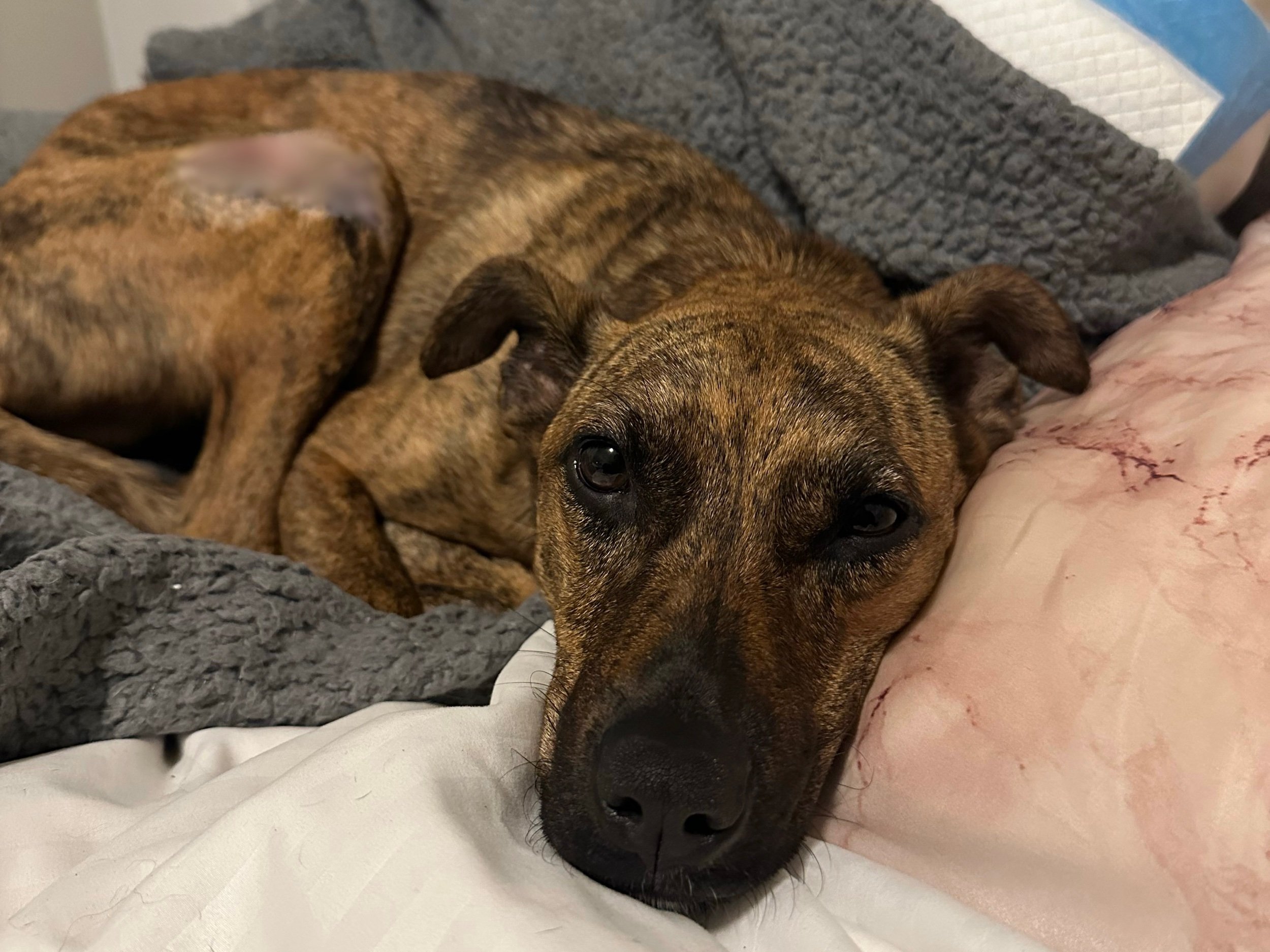 Levi’s Recovery