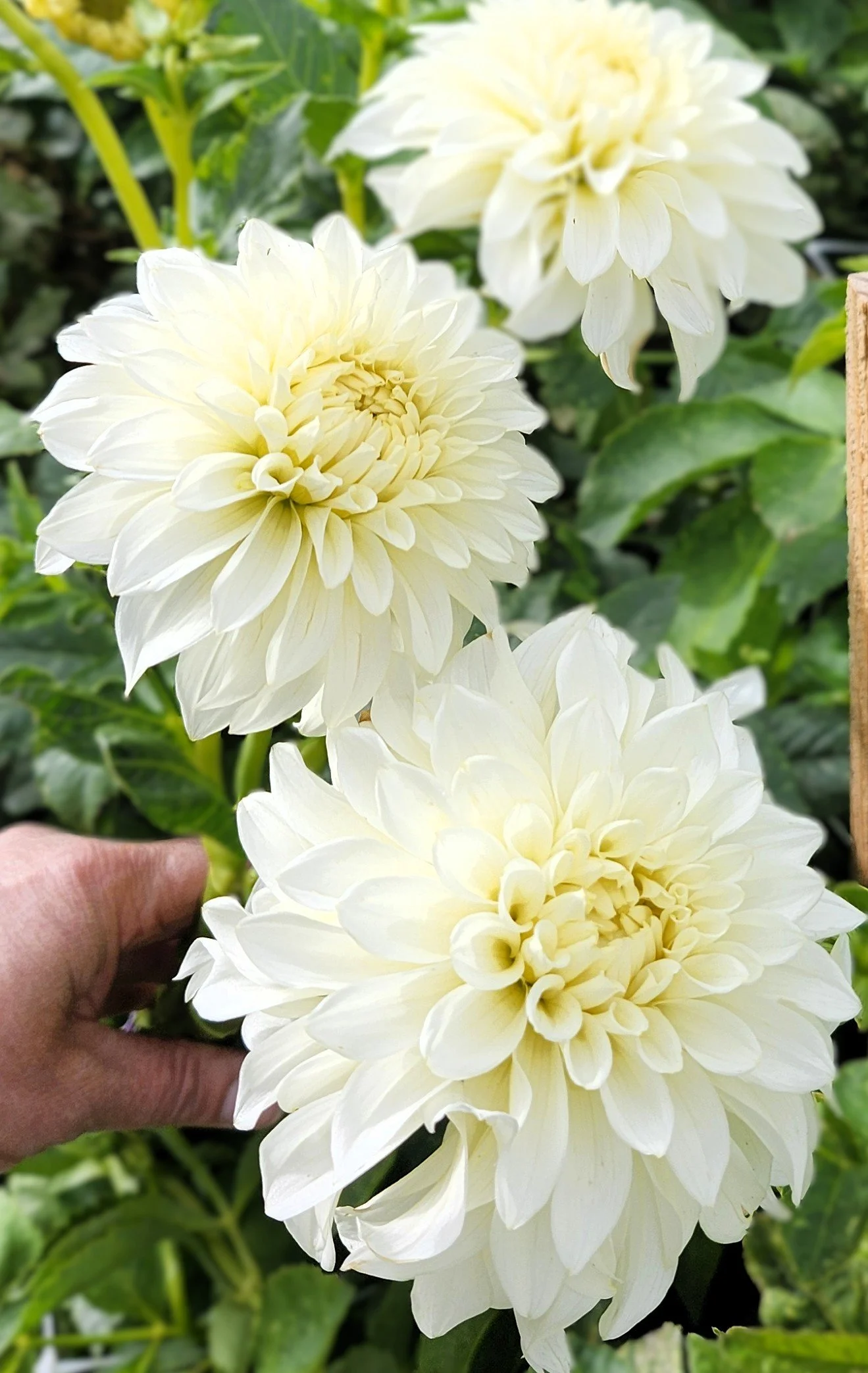 Korb River Bend Jean