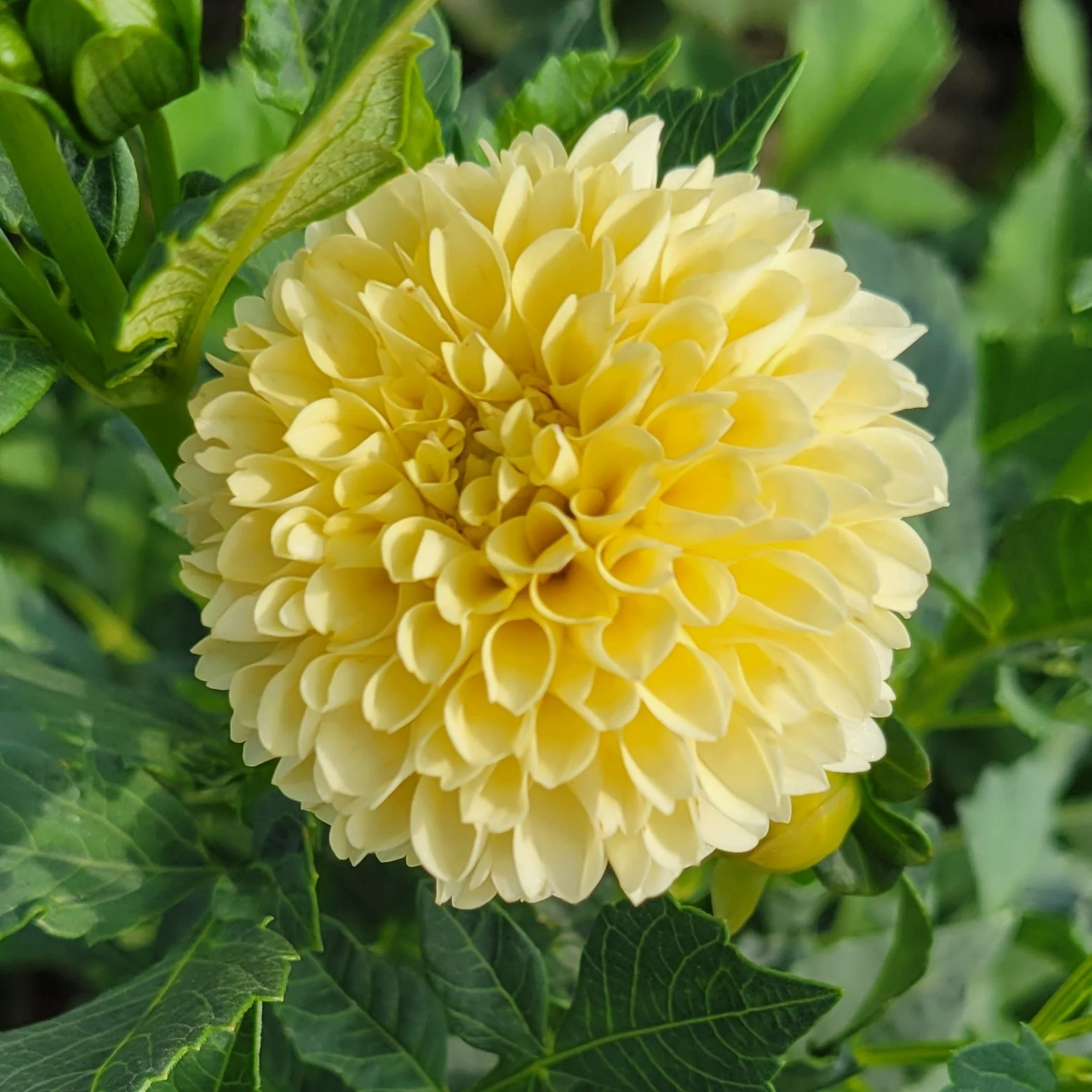 Creamy Dahlia