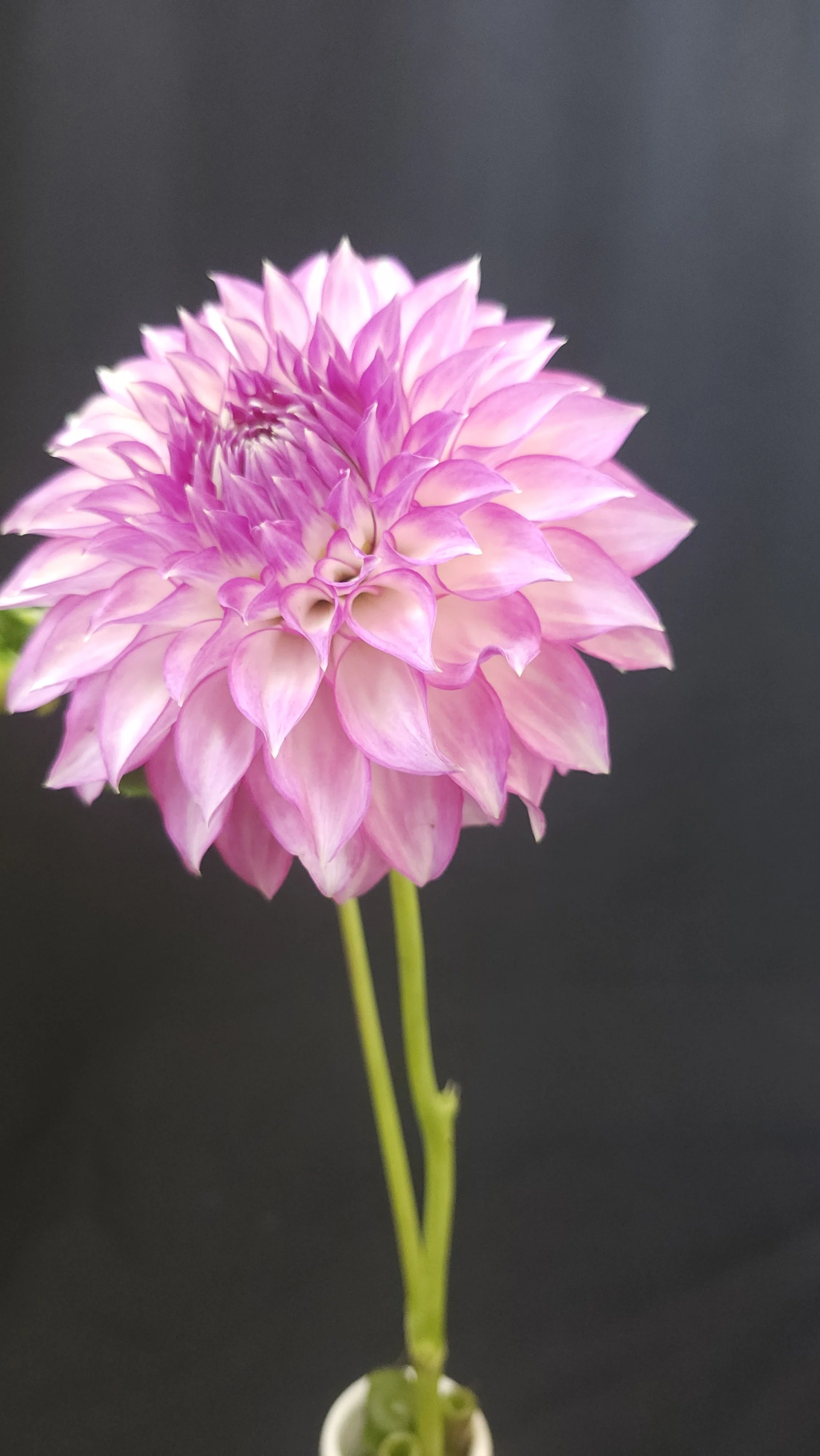 clearview debbie (2).jpg