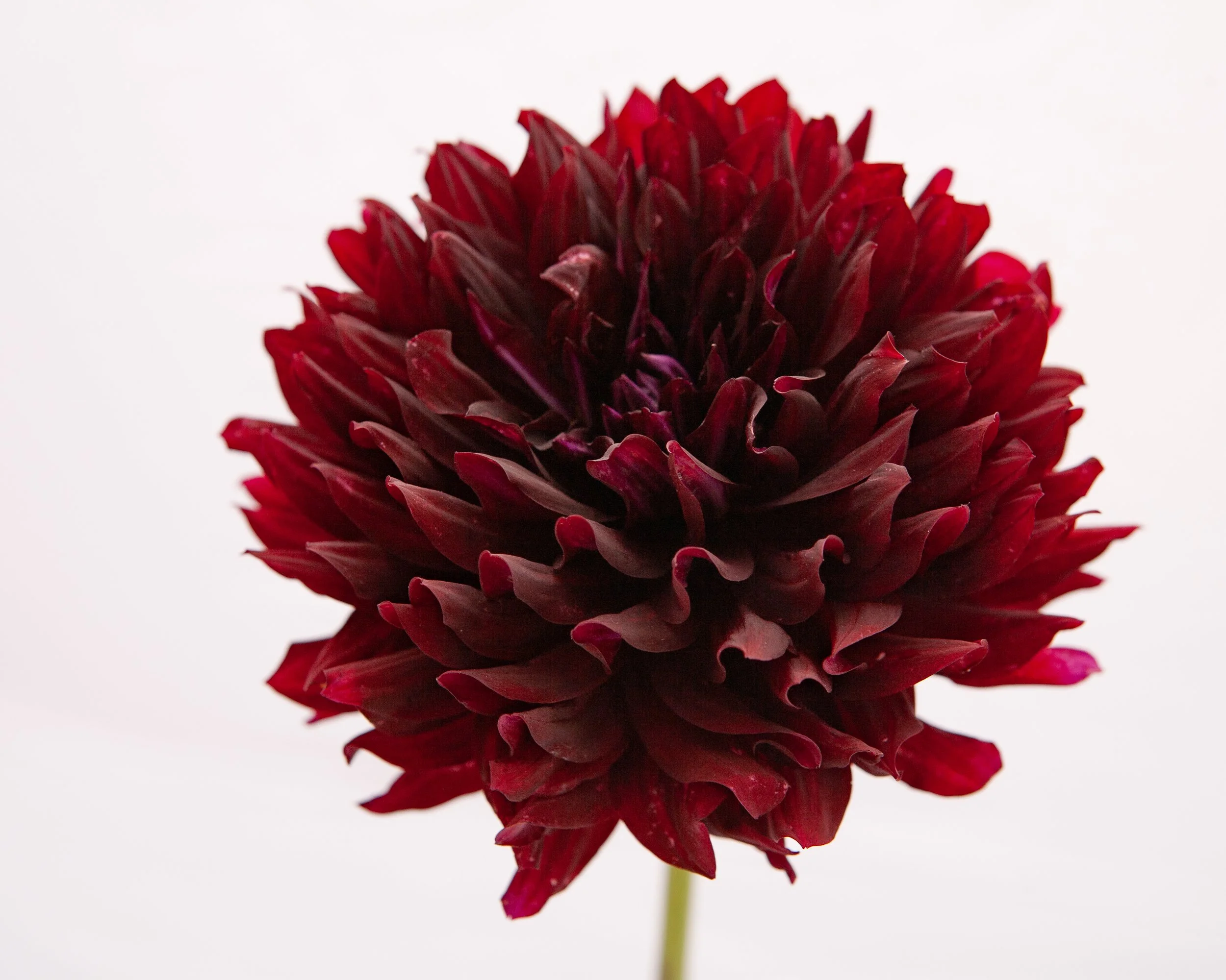 Hollyhill Black Beauty