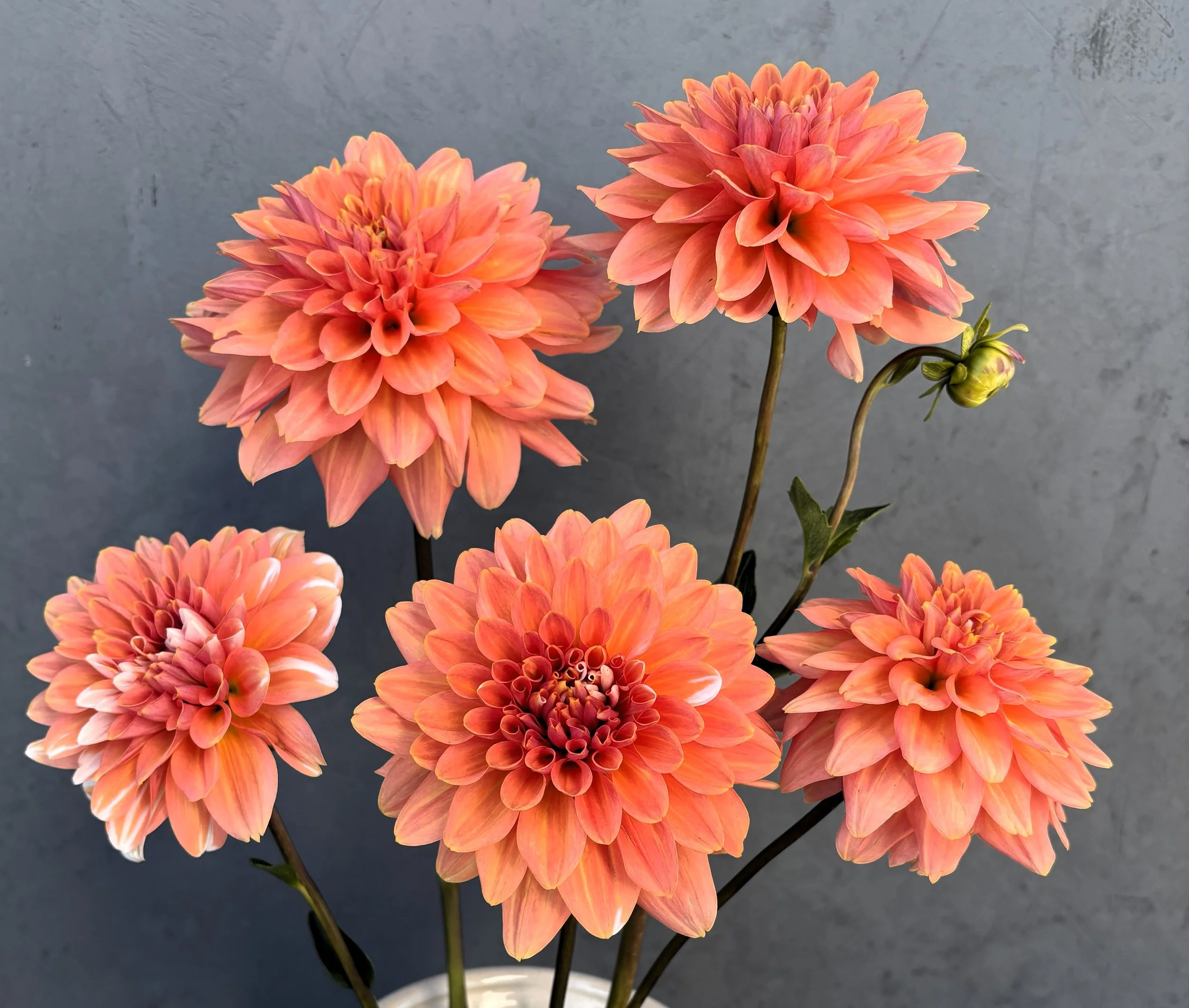 conneticut coral (12.jpg