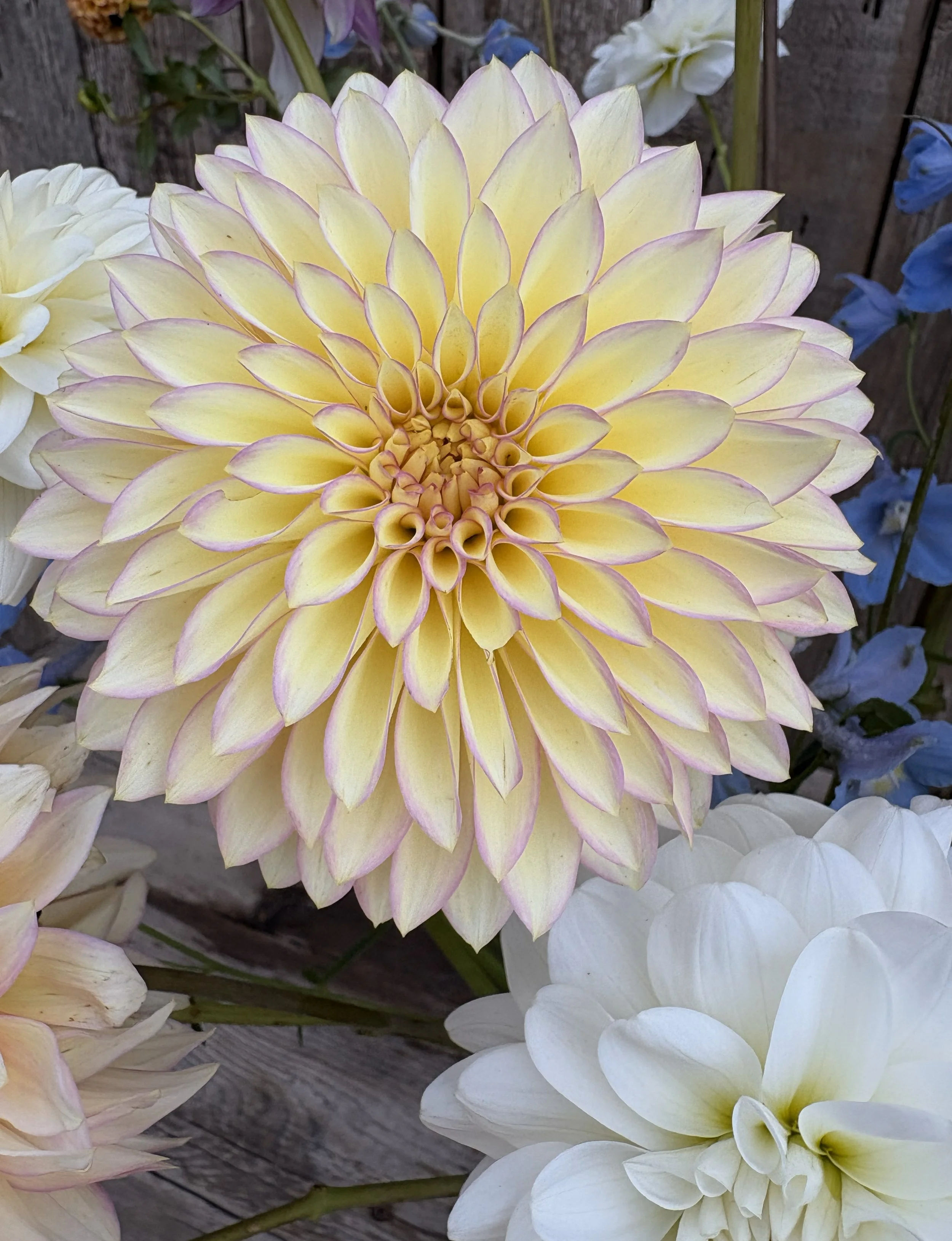 Bloomquist Blush Dahlia Tuber