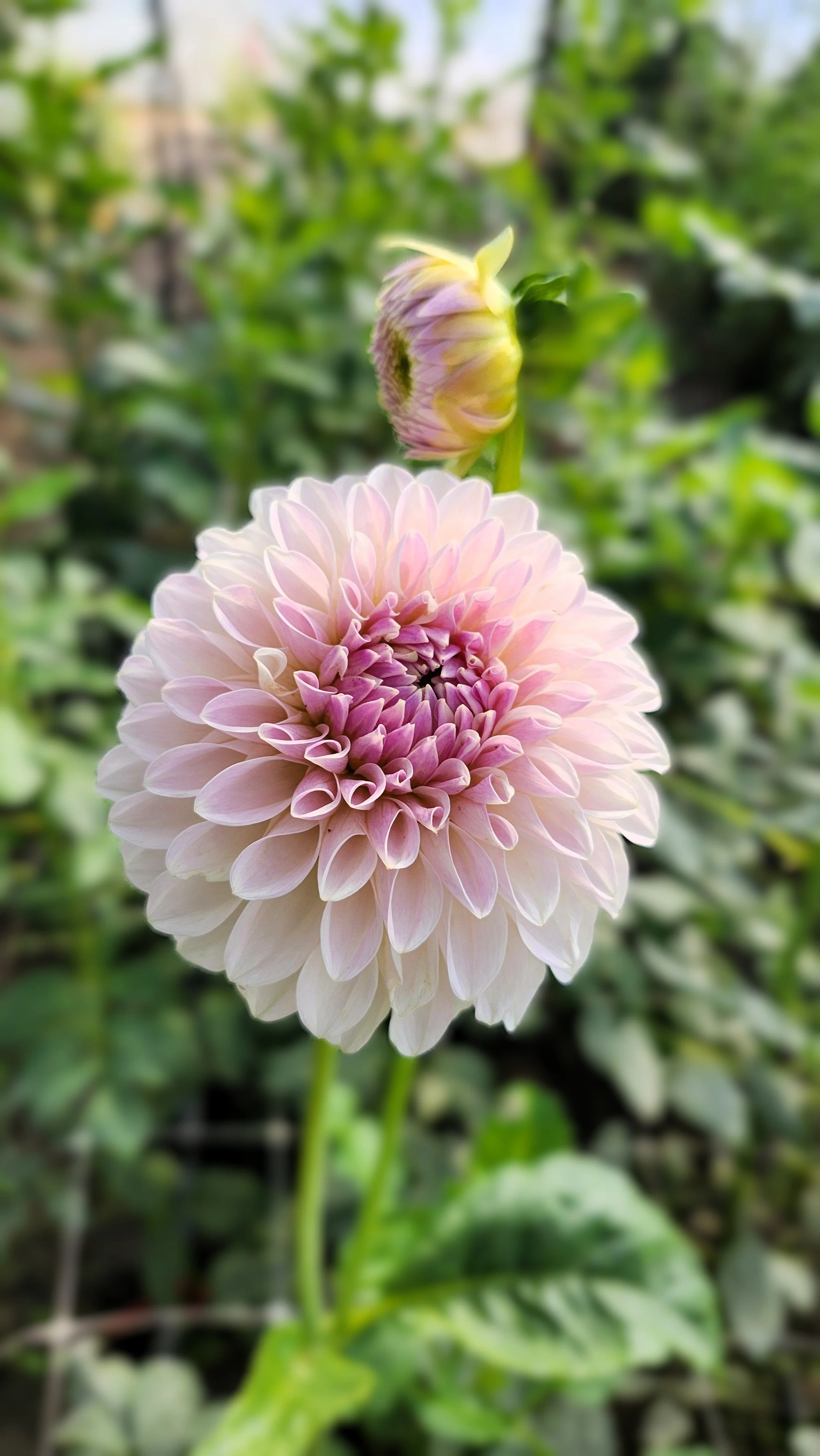 bloomquist tory p (2) photo.jpg