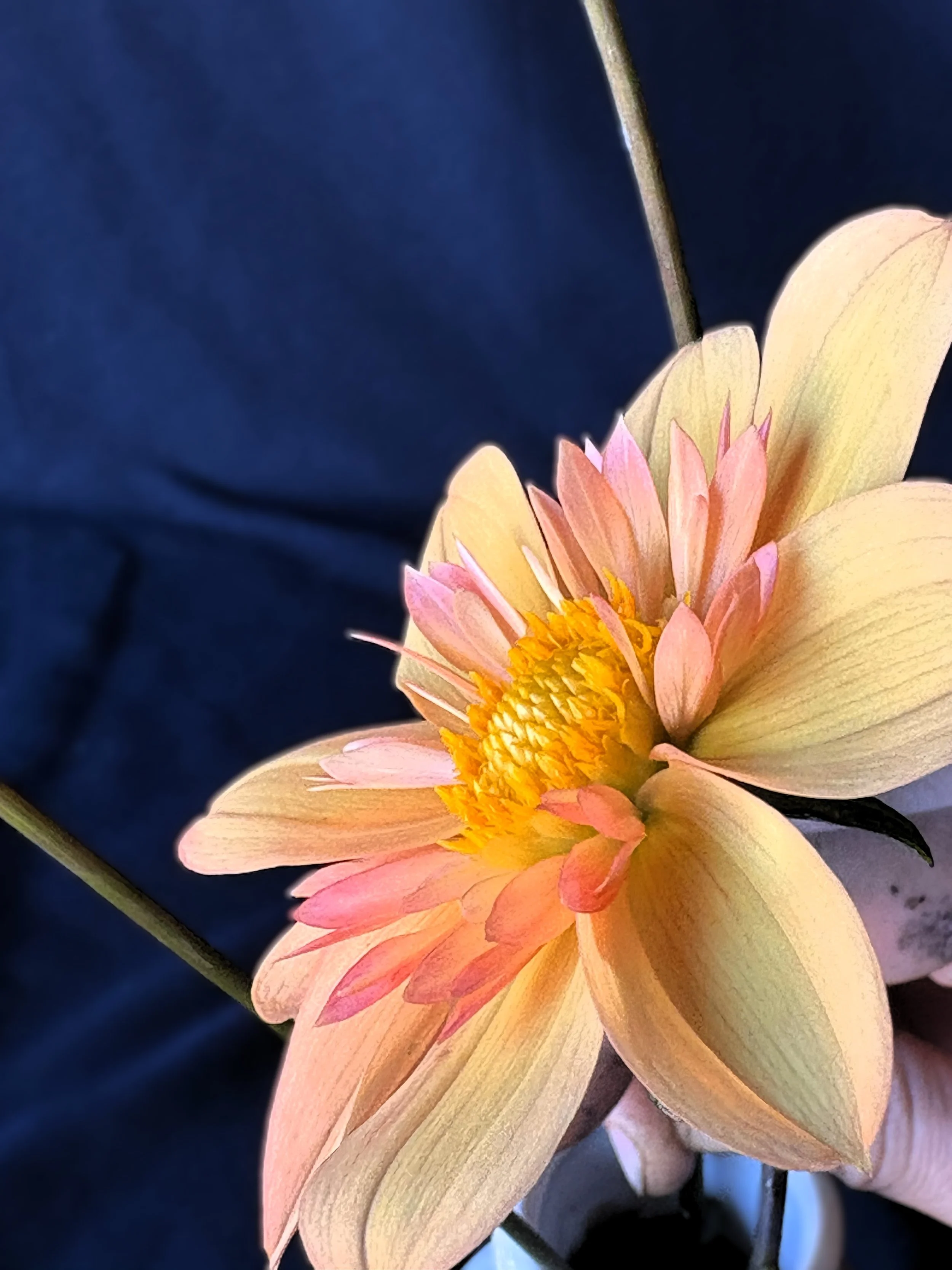 kelsey annie joy.7.jpg