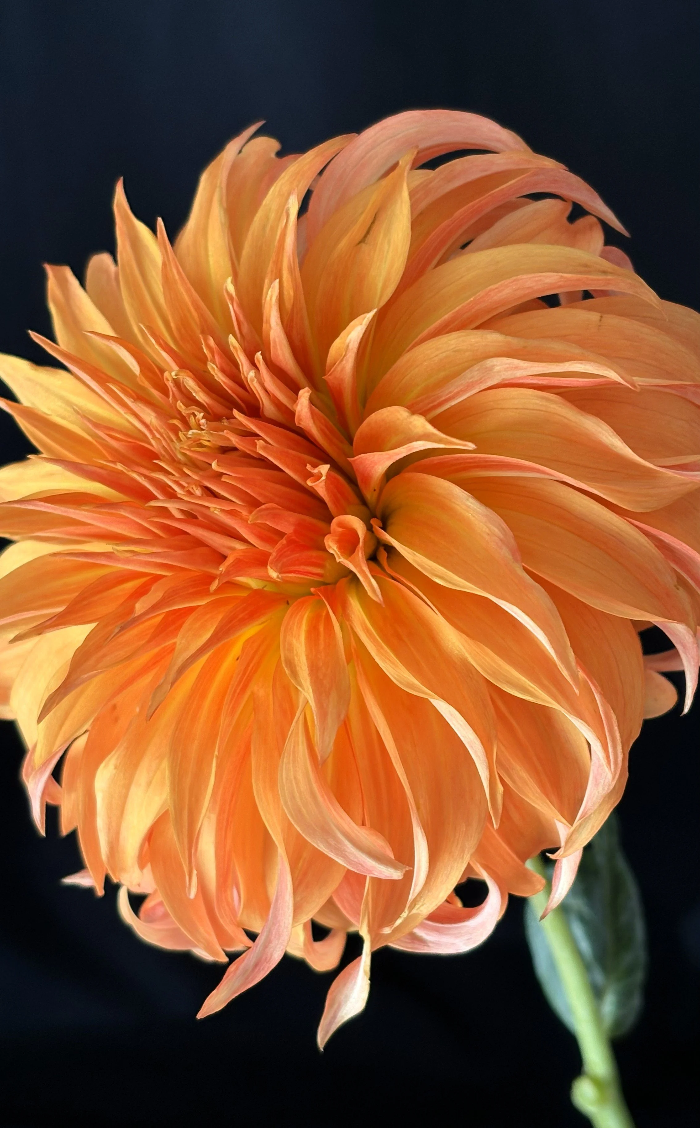 Bloomquist Jean Dahlia Tuber