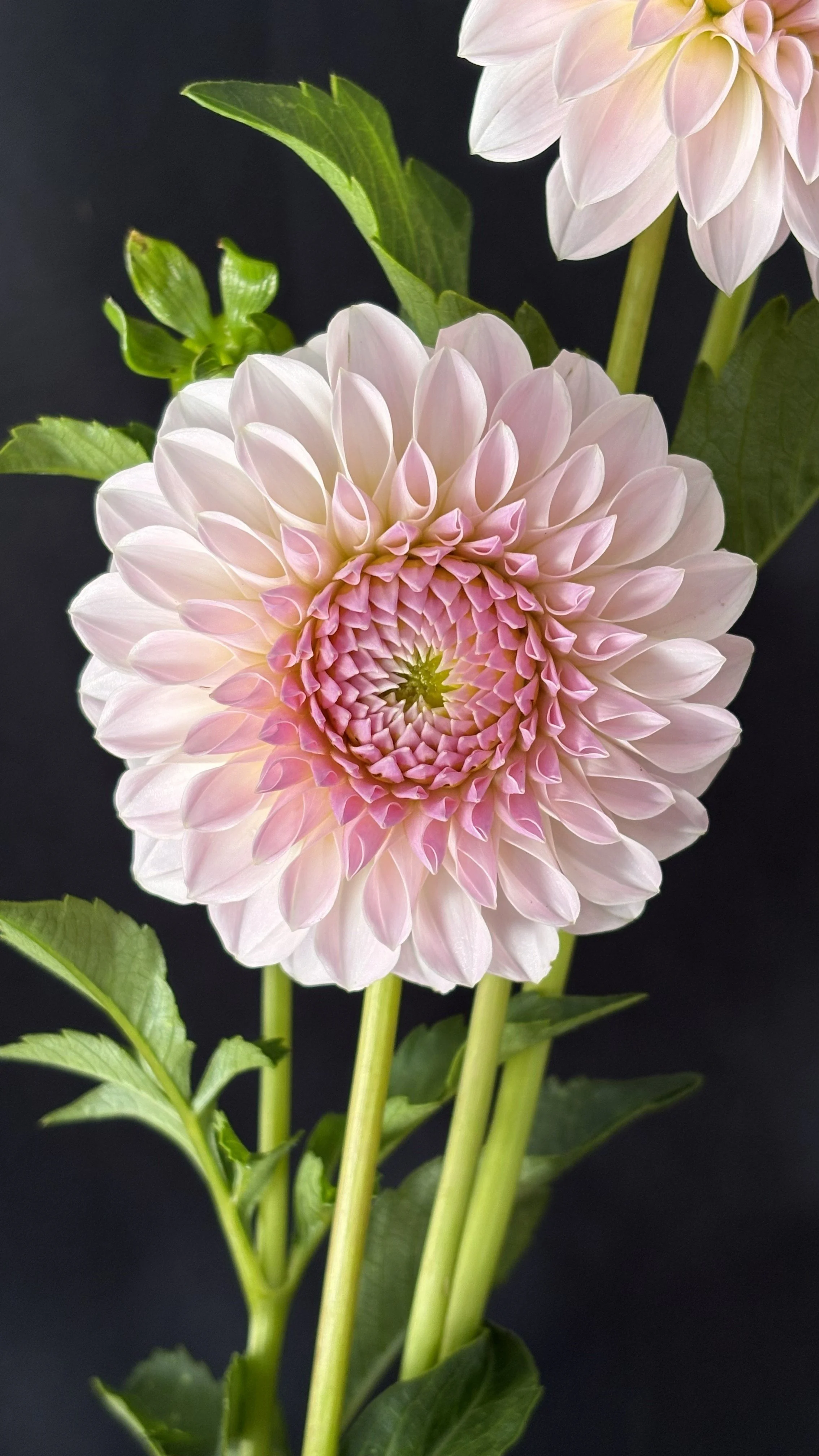 bloomquist tory p (2)photo.jpg