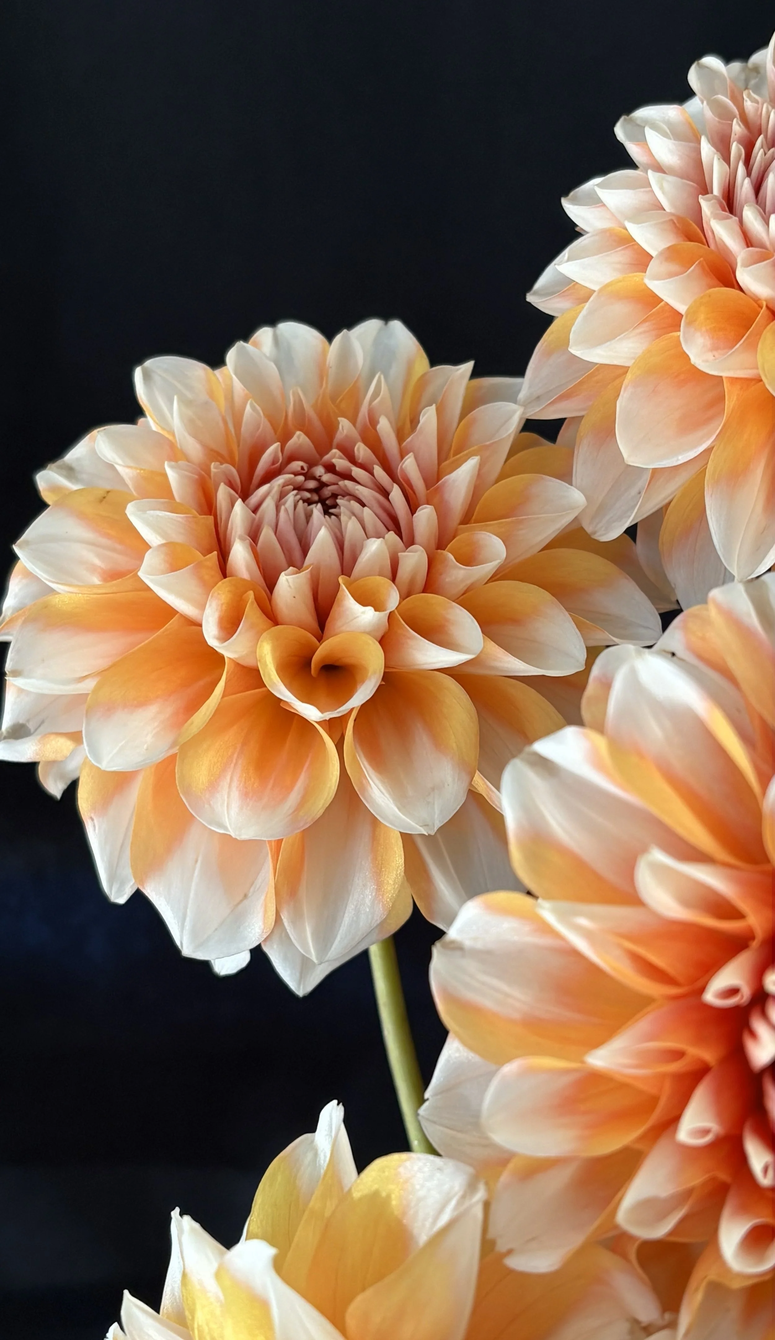 hollyhill orange ice.jpg