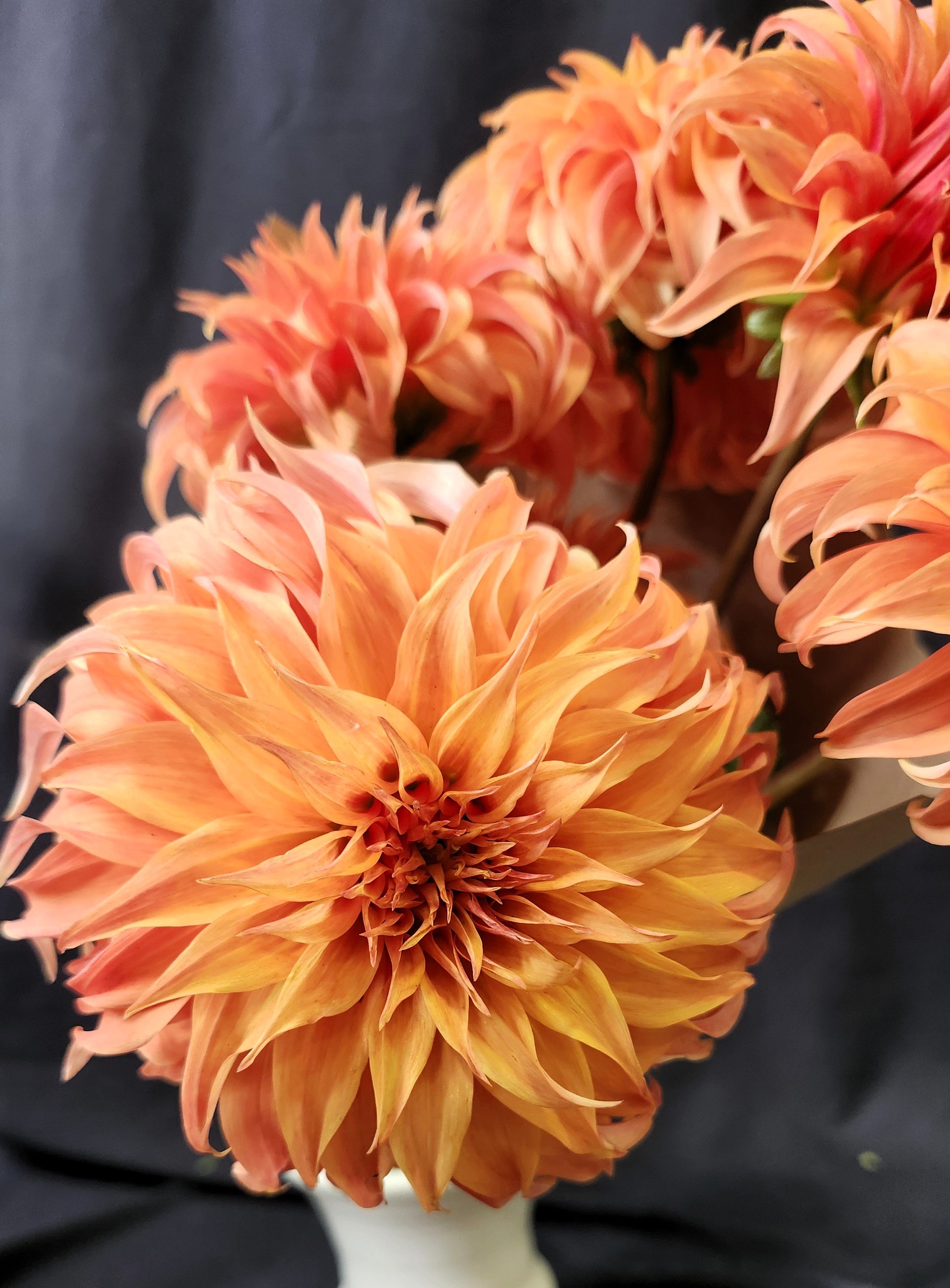 Bloomquist Jean Dahlia Tuber — Benjamin Blooms Farm