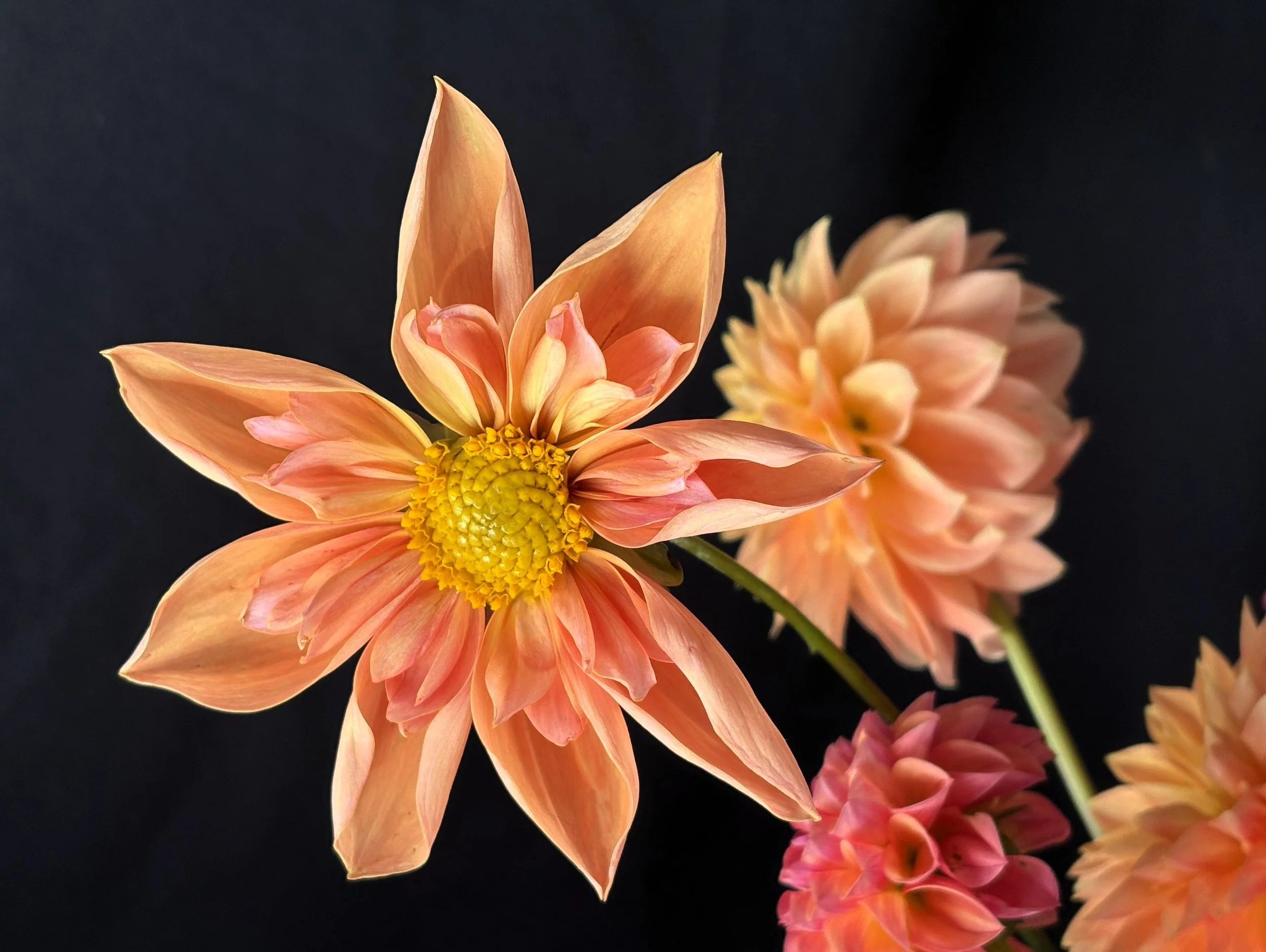 venus peach arrangement photo.jpg