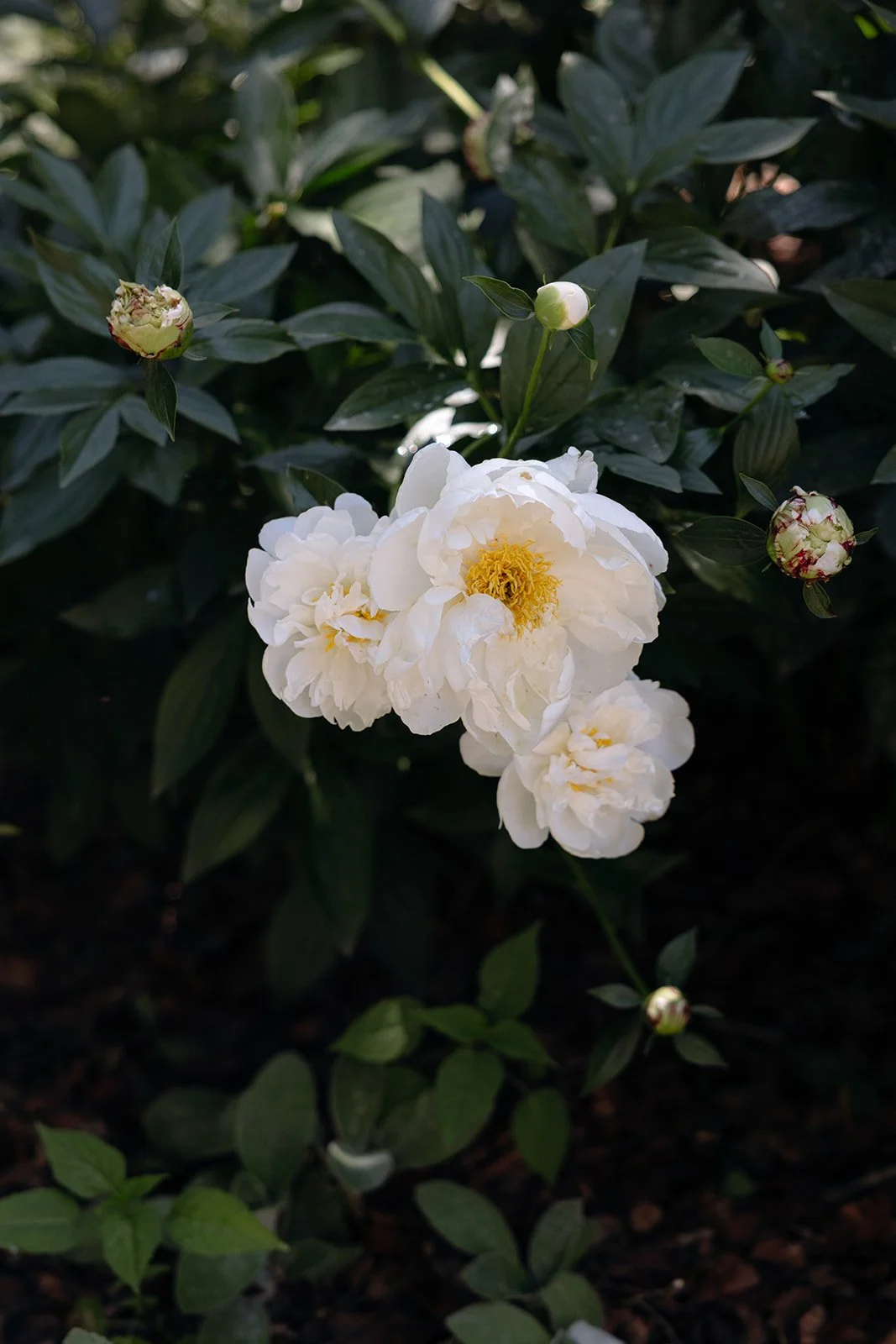paine-art-center-garden-flowers-3.jpg
