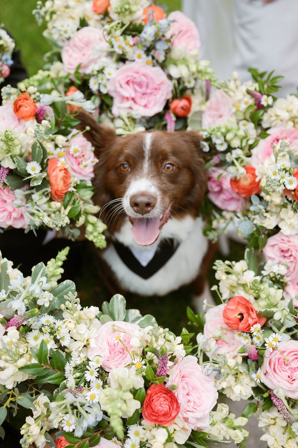 St-Norbert-Wedding-Ceremony-dog-369.jpg
