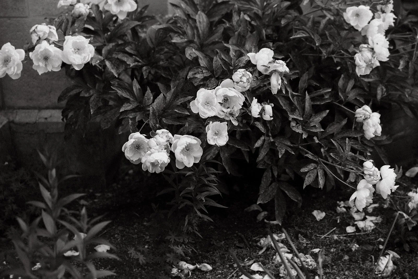 paine-art-center-garden-florals-35.jpg