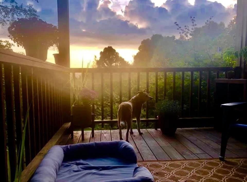 A dog standing on a wooden balcony during sunset, with trees and clouds visible in the background. The balcony has potted plants, outdoor furniture, and a patterned rug.