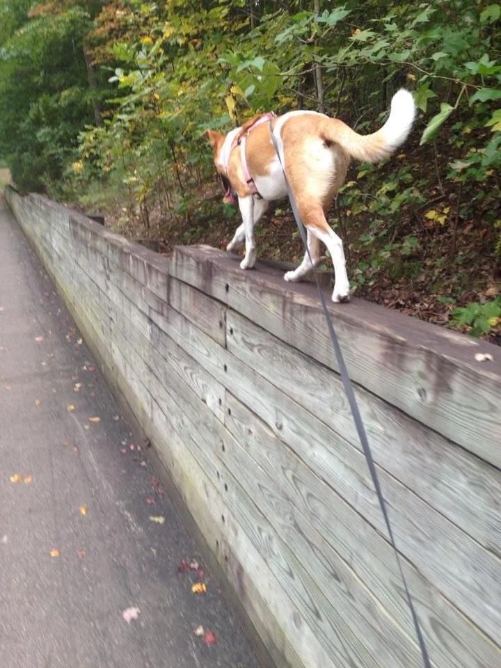 A dog standing on a wooden fence while exploring a wooded area.