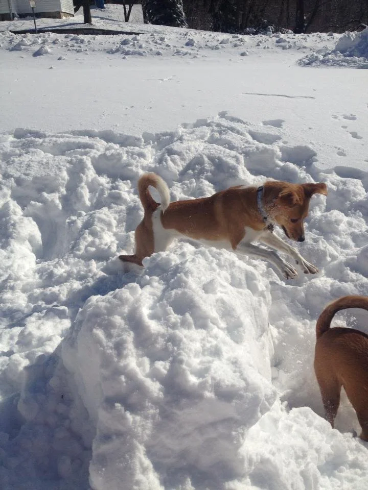 Two brown dogs playing in the snow, one jumping over a snow mound, on a snowy landscape with trees in the background.