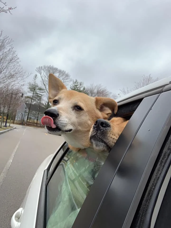Two dogs sticking their heads out of a car window, one licking its nose, on a cloudy day in a parking lot.