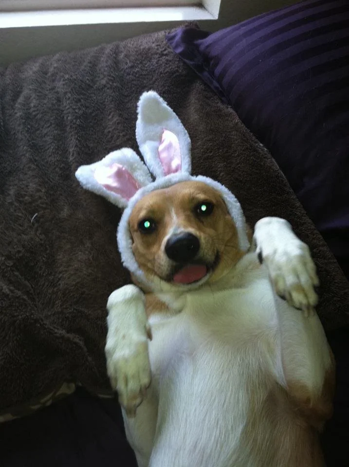 A dog wearing a bunny ears headband lying on a couch.