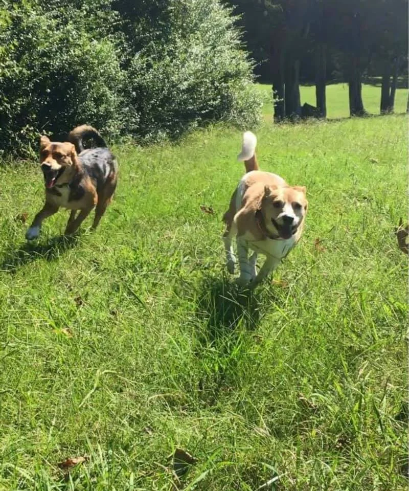 Two dogs running on a grassy field with trees and bushes in the background.