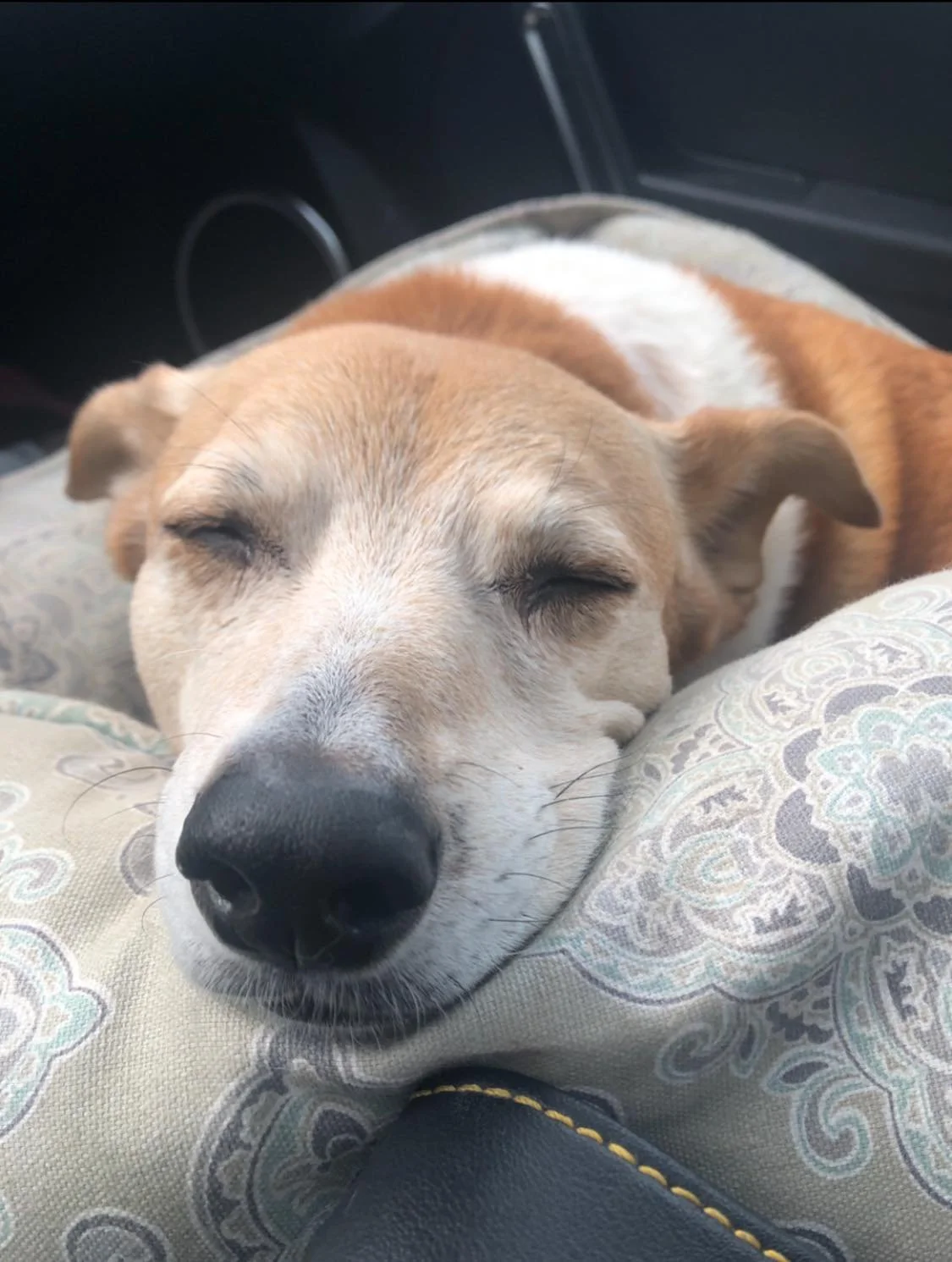 Close-up of a sleeping dog with a tan and white coat resting its head on a patterned cushion in a car interior.