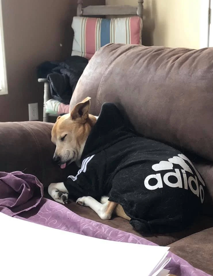 A small dog wearing a black Adidas jacket is lying on a brown couch with its eyes closed and tongue slightly sticking out, appearing to be sleeping or resting.