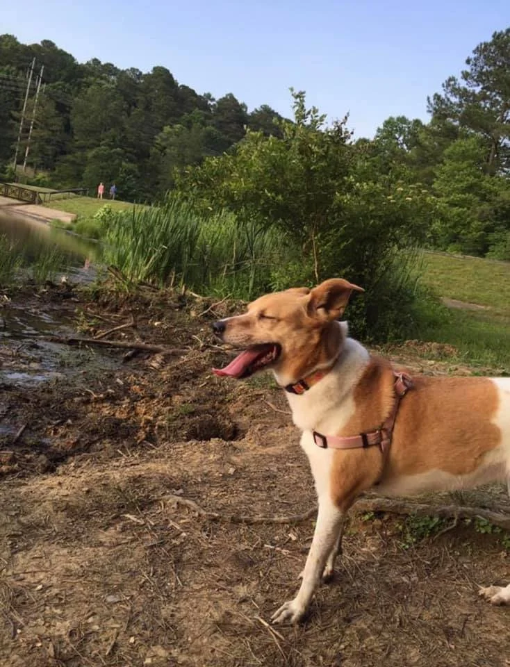 A happy brown and white dog with a harness, standing near a body of water at the edge of a dirt area surrounded by green grass and bushes, with trees and a mountain in the background.