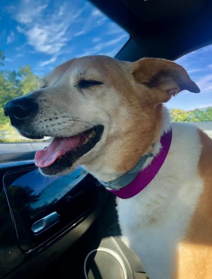 A happy dog with closed eyes and an open mouth sits in the passenger seat of a car. The dog has a pink collar and is enjoying the ride with a background of blue sky and trees.
