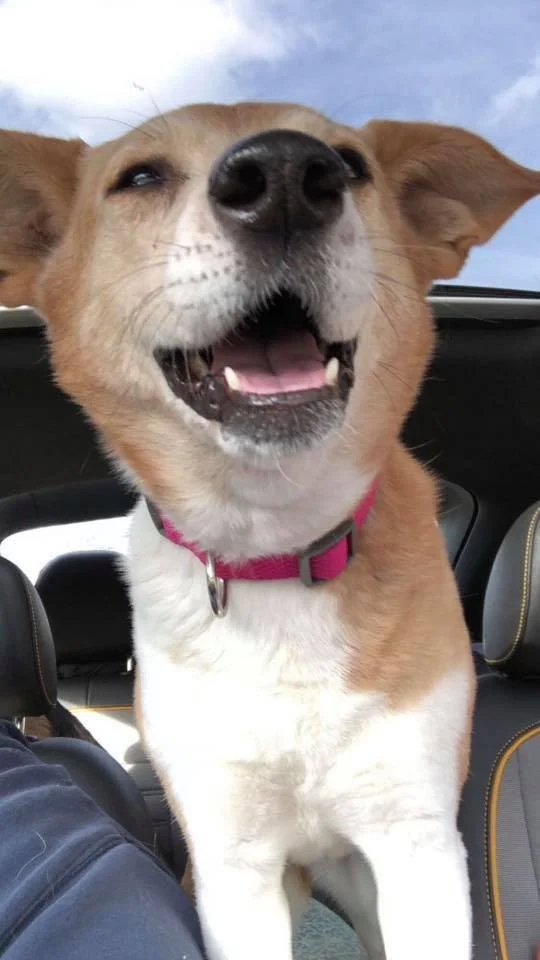 A happy dog with a pink collar, smiling with eyes squinted, inside a vehicle with a cloudy sky in the background.