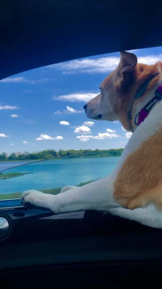 A dog resting on the dashboard of a car with a scenic view of a body of water and blue sky with clouds outside the window.