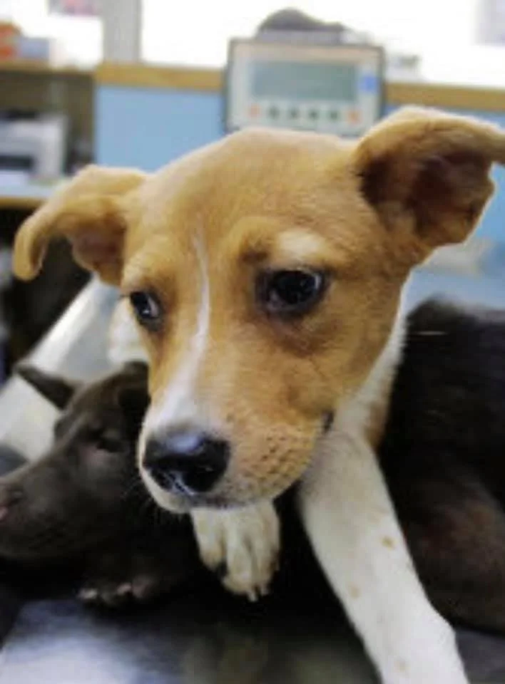 A close-up of an adorable tan and white puppy with floppy ears, resting its chin on a dark-colored animal, in an indoor setting with a blurred computer screen in the background.