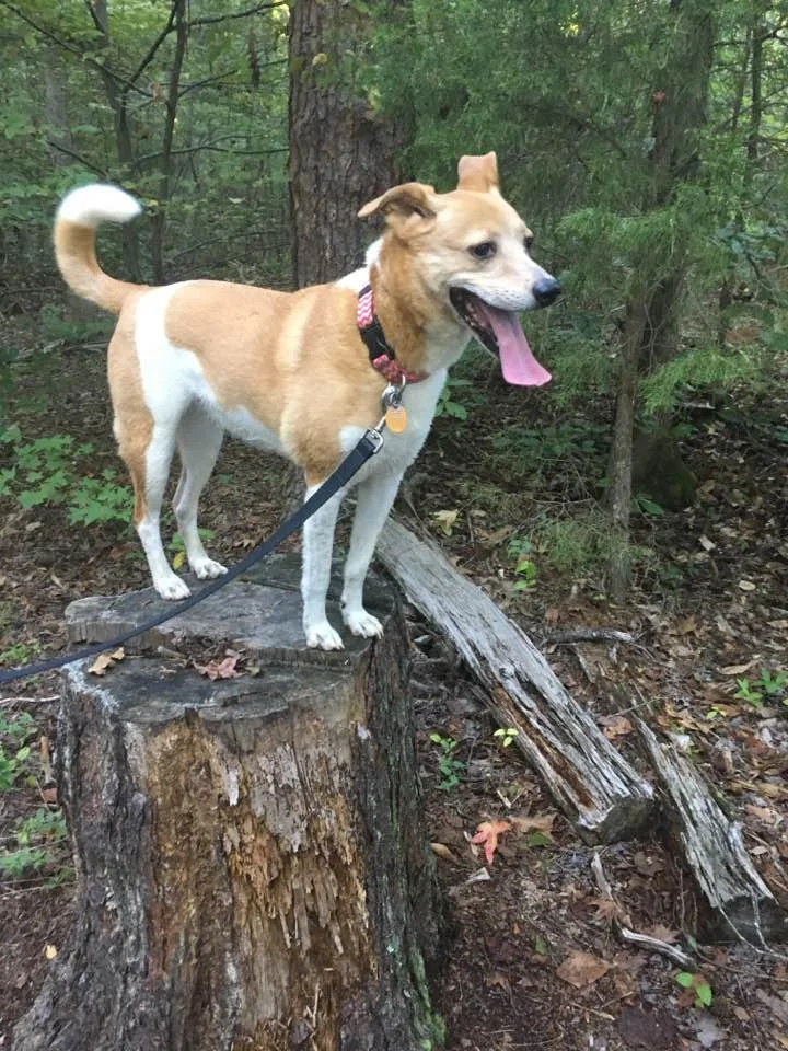 A tan and white dog standing on a tree stump in a wooded area, looking to the right with its tongue out.