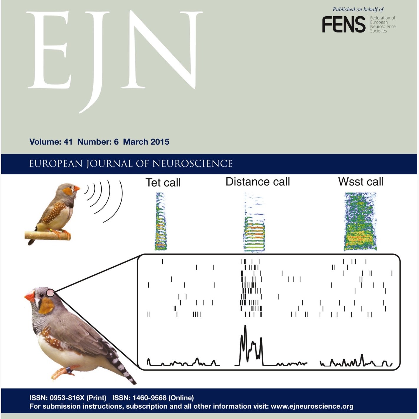 Identification of a direct GABAergic pallidocortical pathway in rodents