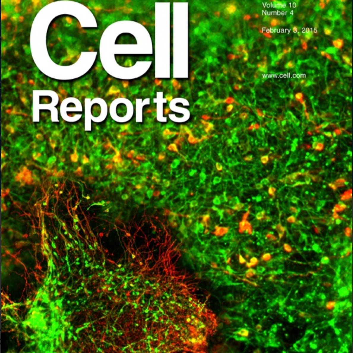 Medial Amygdalar Aromatase Neurons Regulate Aggression in Both Sexes