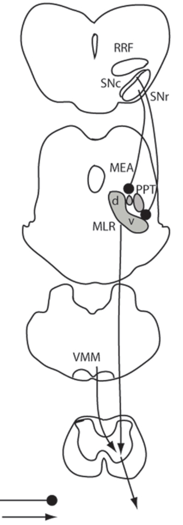 Anatomical location of the mesencephalic locomotor region and its possible role in locomotion, posture, cataplexy, and Parkinsonism