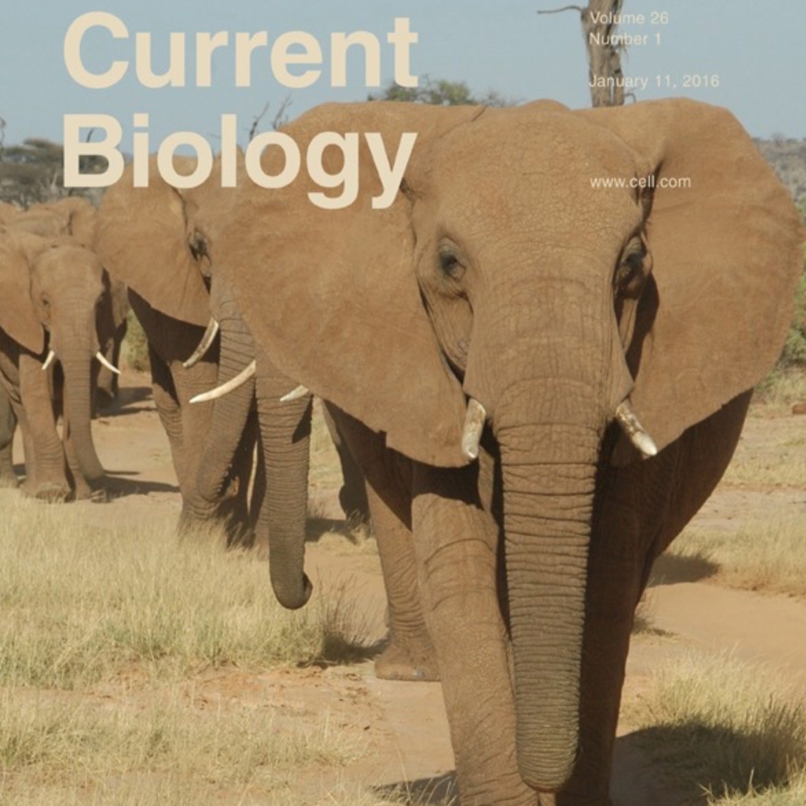 Neuroscience: A Distributed Neural Network Controls REM Sleep