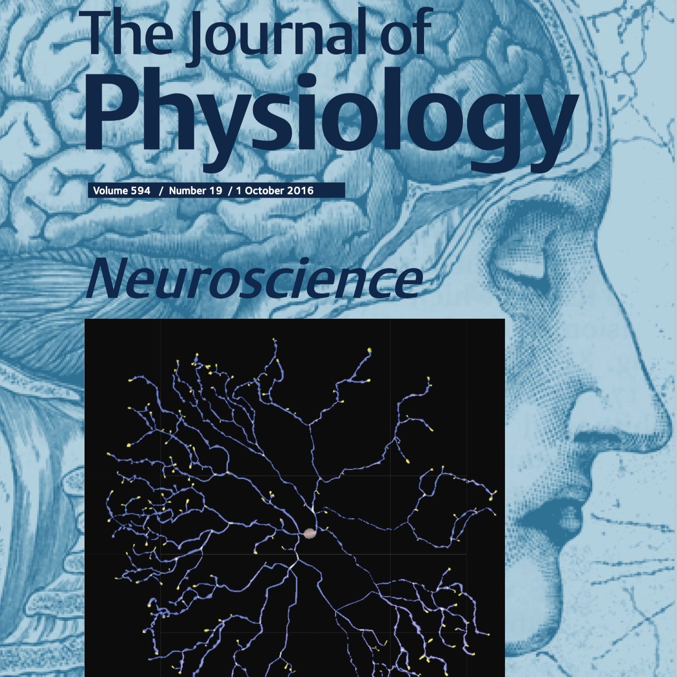 The anatomical, cellular and synaptic basis of motor atonia during rapid eye movement sleep