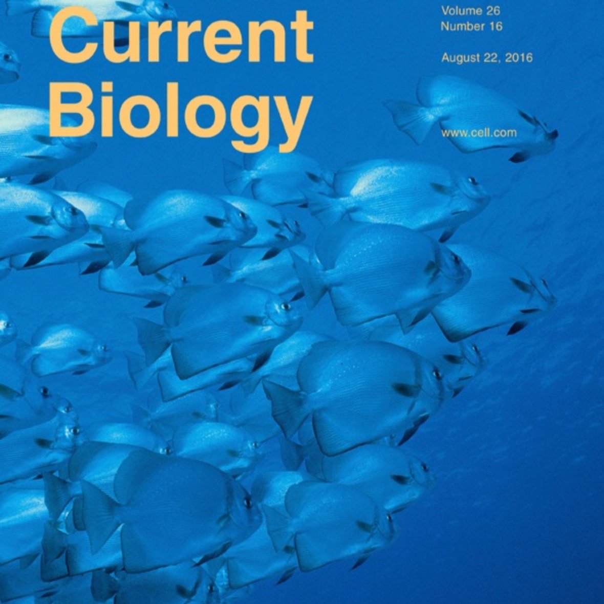 A Novel Population of Wake-Promoting GABAergic Neurons in the Ventral Lateral Hypothalamus