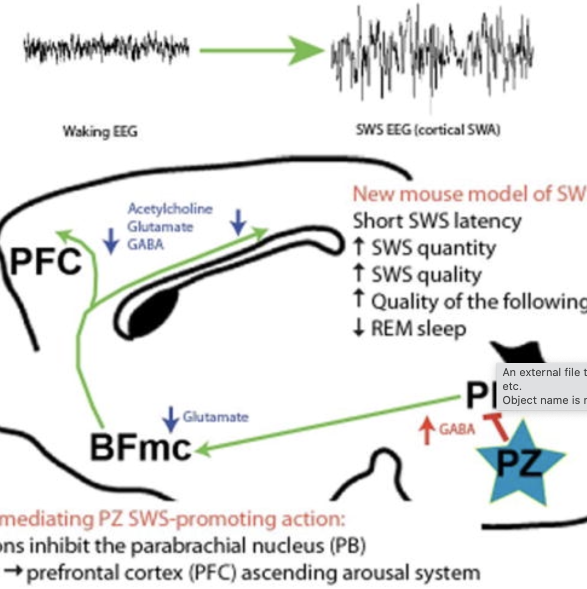Brainstem regulation of slow-wave-sleep