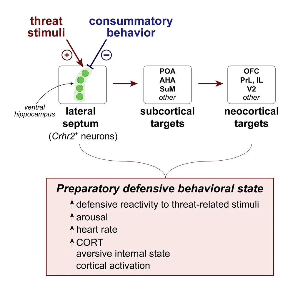 Lateral septum modulates cortical state to tune responsivity to threat stimuli