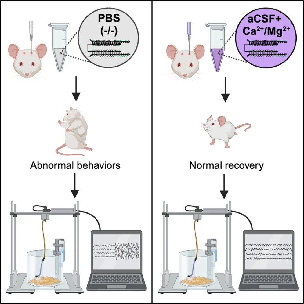 Preventing acute neurotoxicity of CNS therapeutic oligonucleotides with the addition of Ca2+ and Mg2+ in the formulation