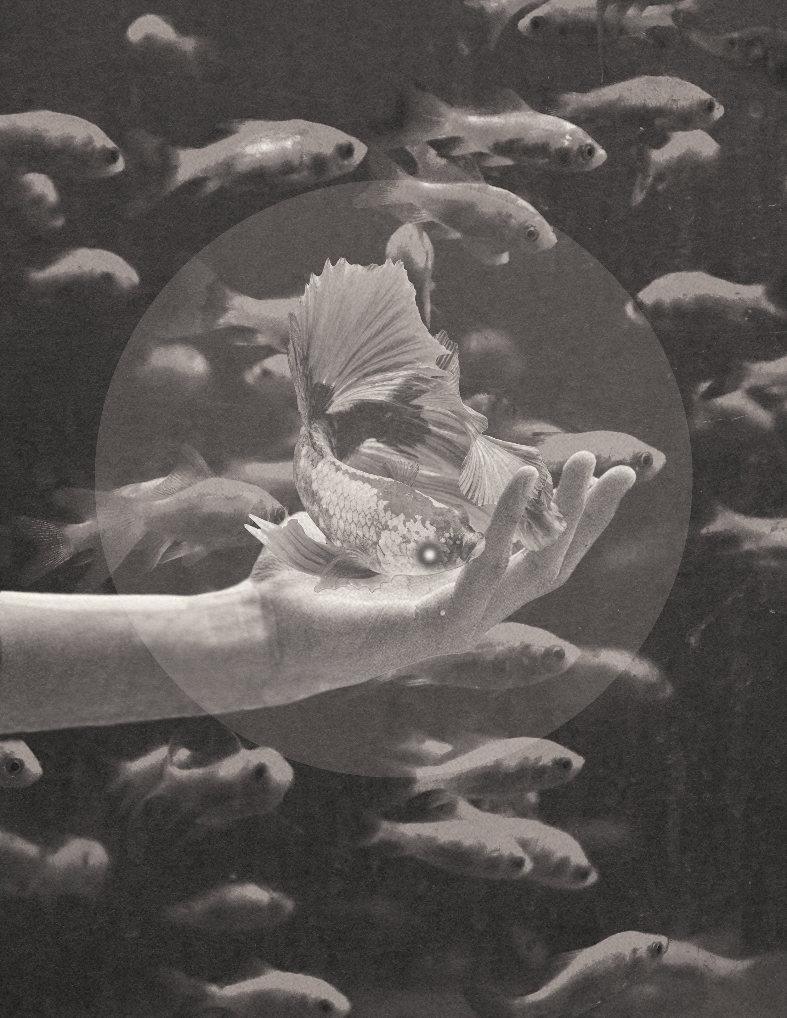 "One-Eyed Fish"
