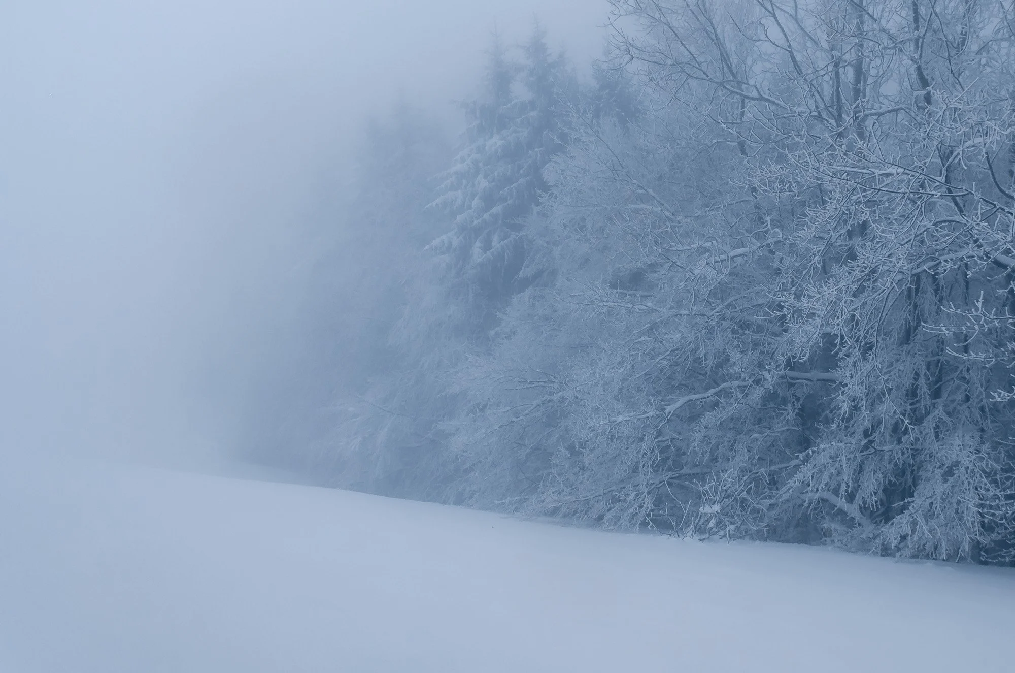 Hoar Frost and Fog