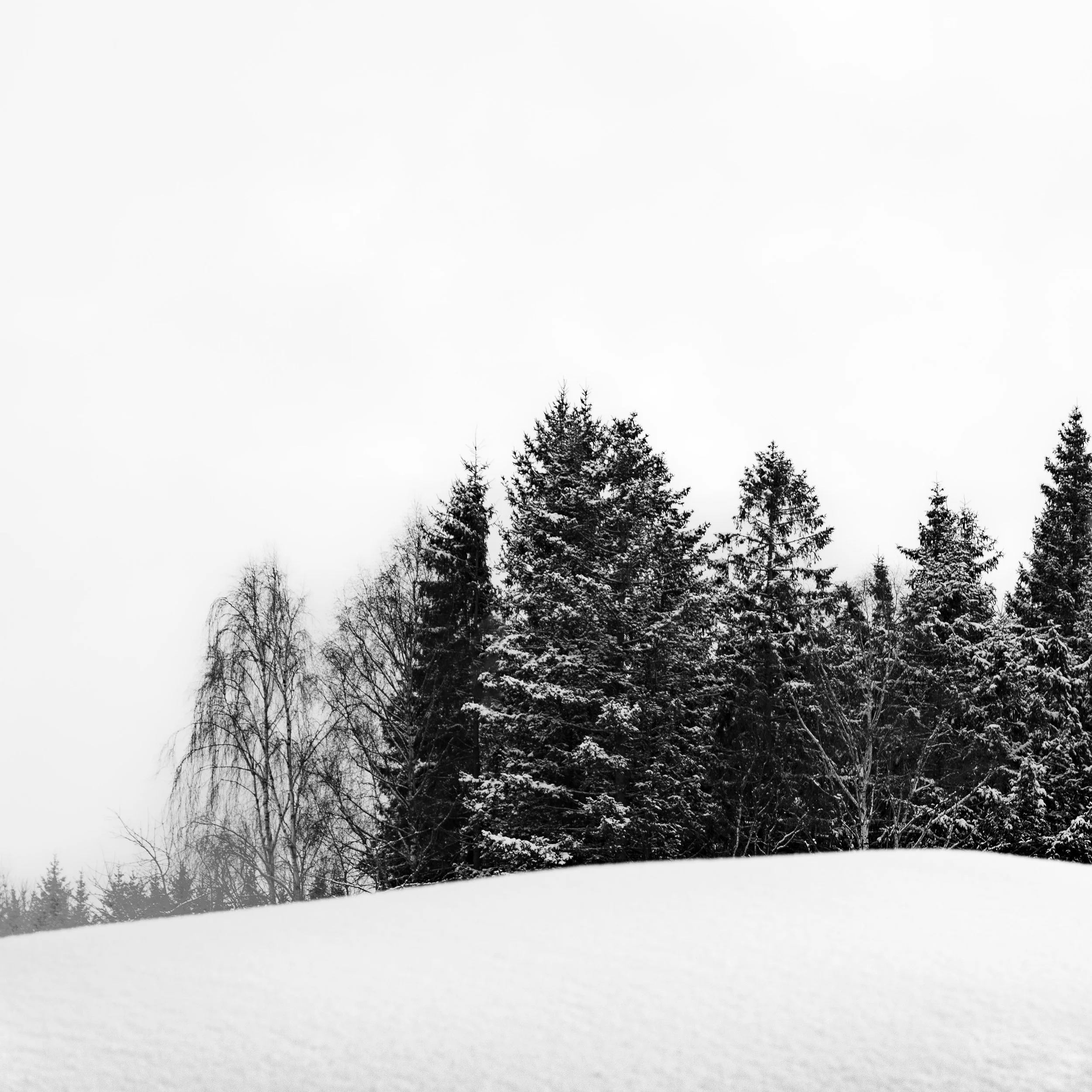 Snow Trees III