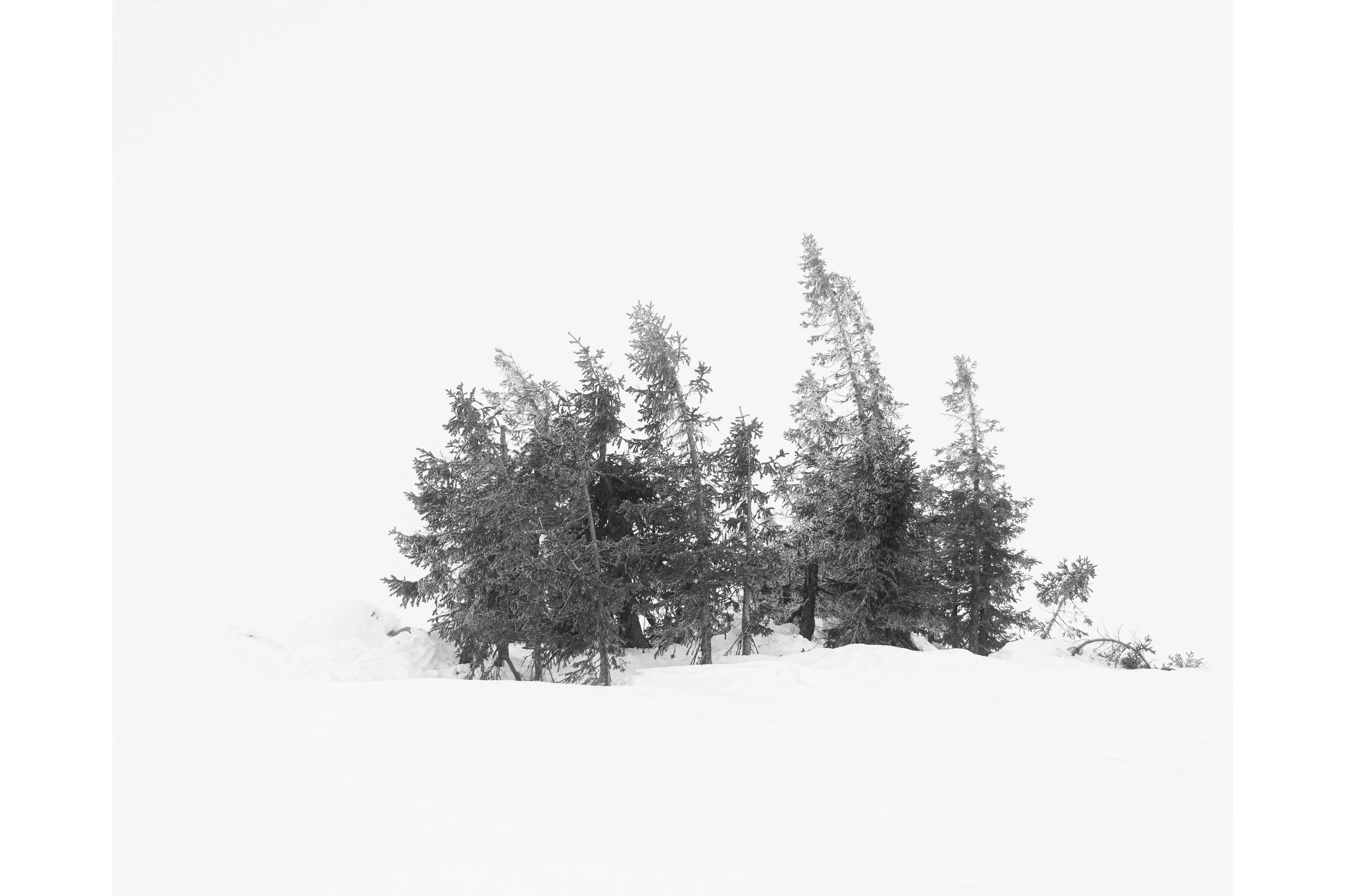 Limited Edition Print: Cluster of Trees