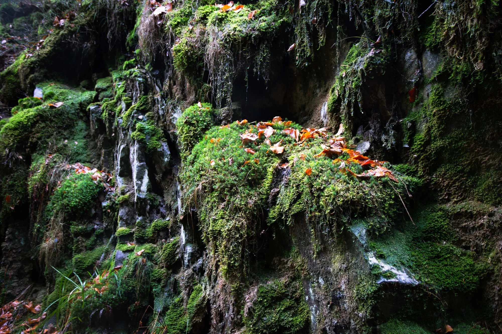 Leaves on Moss