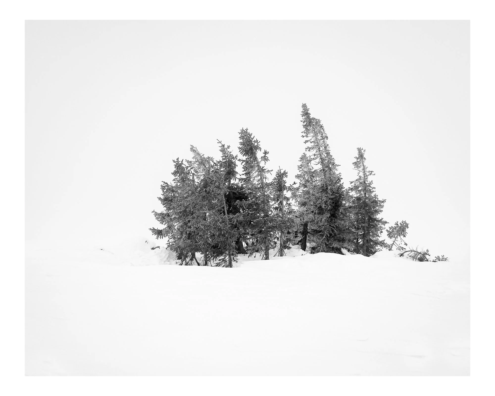 03. Cluster of trees.jpg