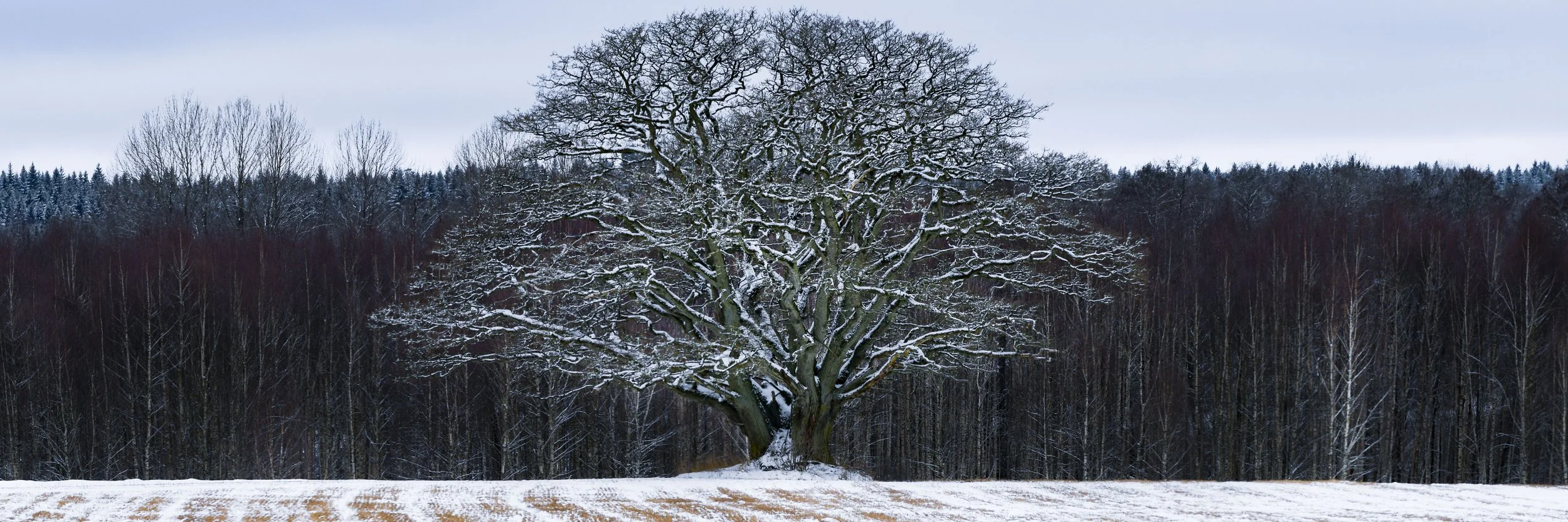 The Oak Tree